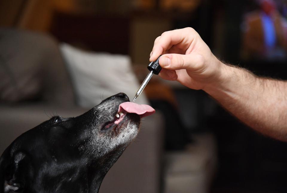 How Well Does CBD Perform On Dogs with Arthritis?
